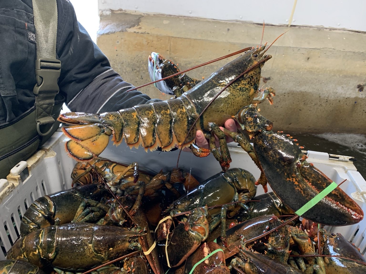 Live Canadian Atlantic lobster